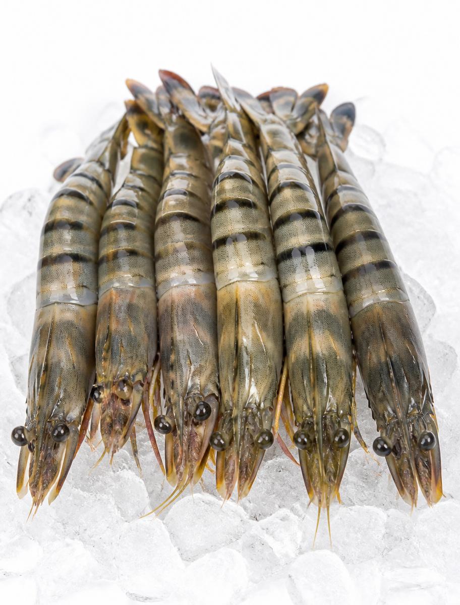 Raw black tiger prawns with dark stripes on crushed ice