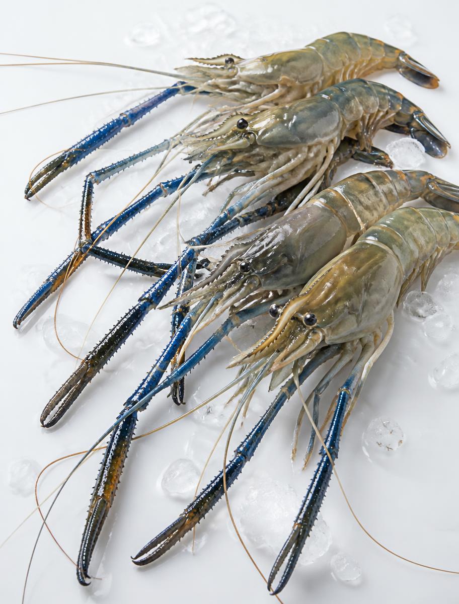 Raw giant freshwater prawns with blue claws on ice