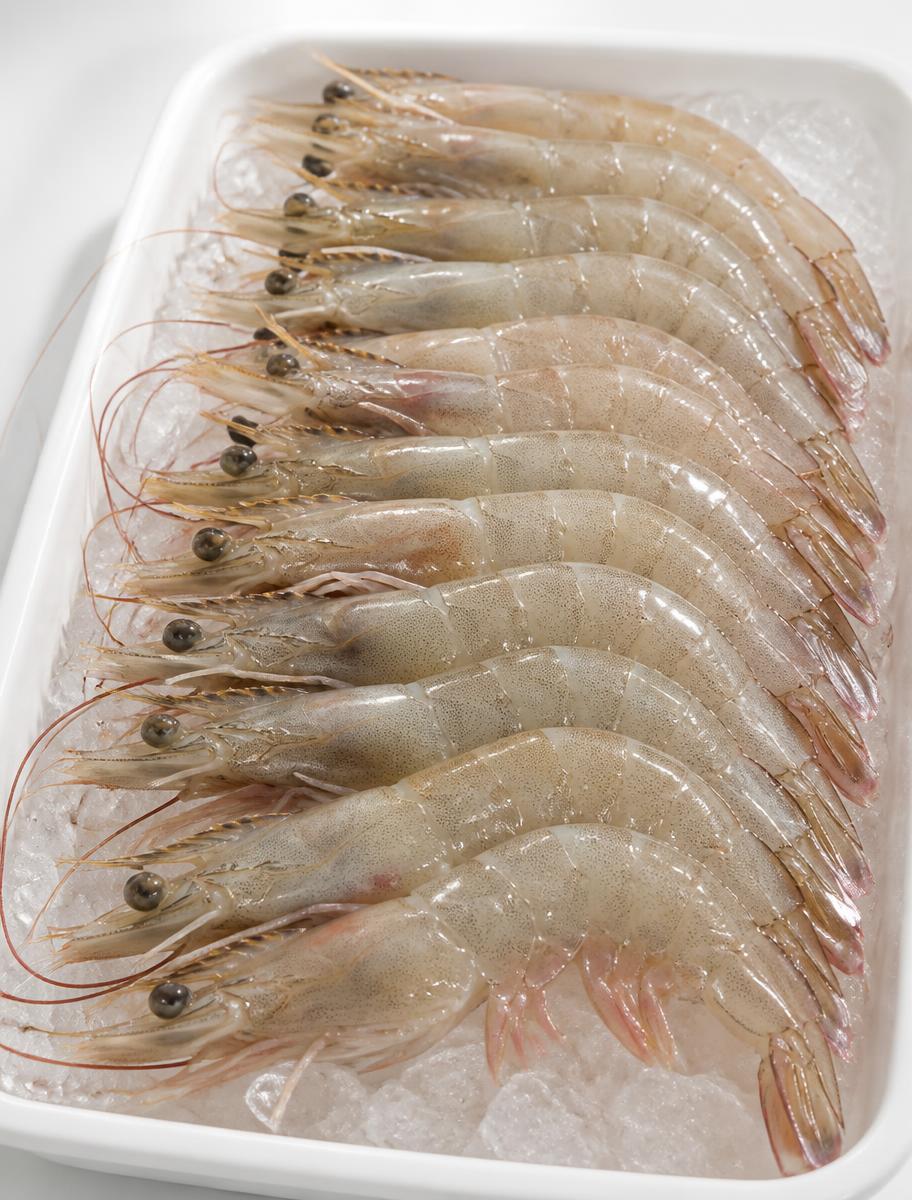 Raw vannamei white shrimp arranged on a white tray with ice