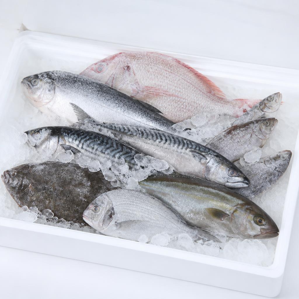 General assortment of several different whole frozen fish on ice in a white tray