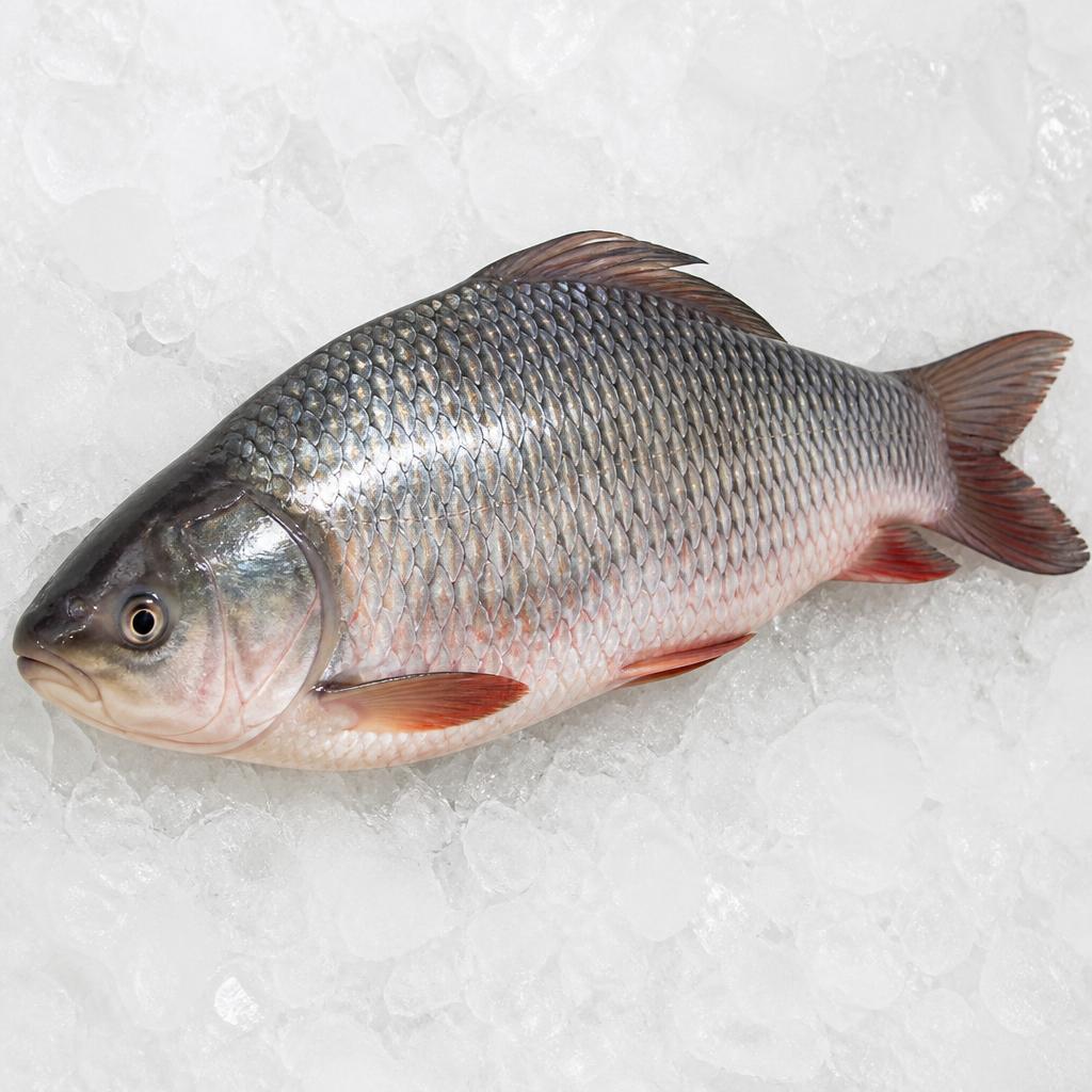 Whole raw rohu carp on crushed ice