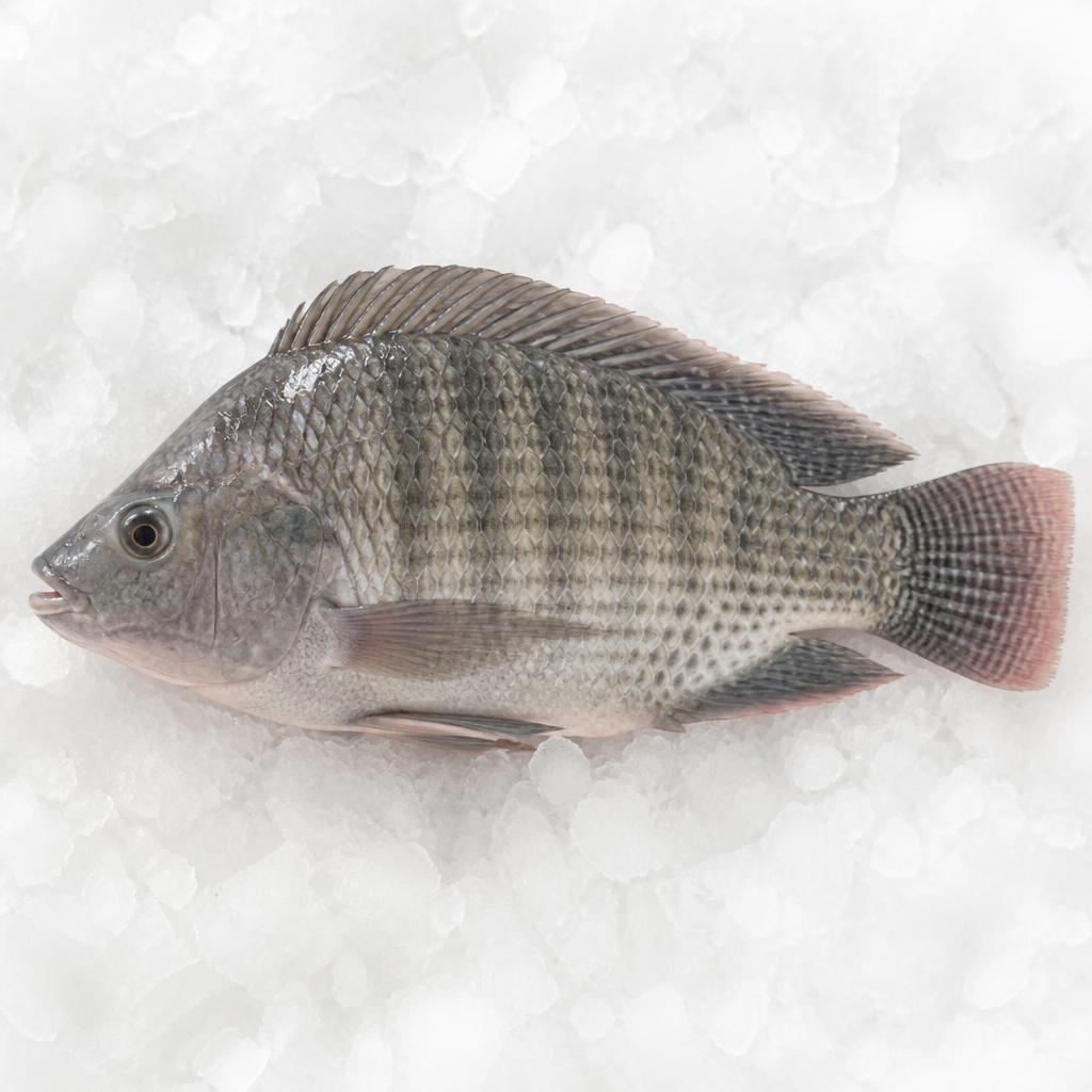 Whole raw tilapia fish on crushed ice