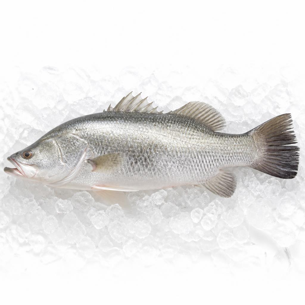Whole raw barramundi Asian sea bass on crushed ice
