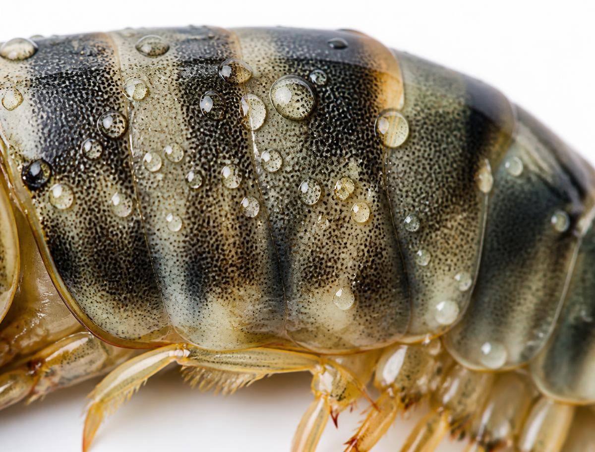 Macro detail of a raw black tiger prawn shell with water droplets